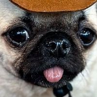 puglover