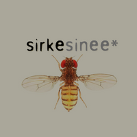 sirkesinee