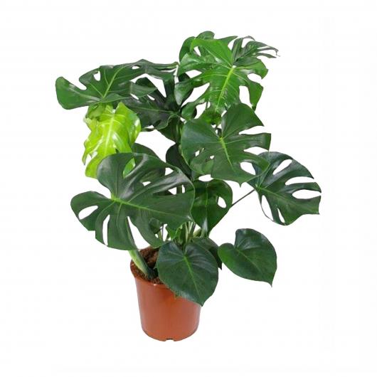 Monstera Deliciosa.png
