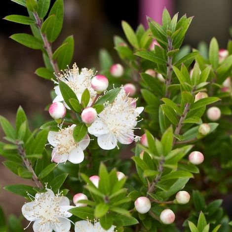 Myrtus Communis.jpg