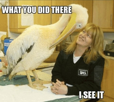 what-you-did-there-i-see-it-funny-bird-meme-54339206 (2).jpg