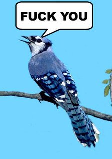 bluejay.jpg