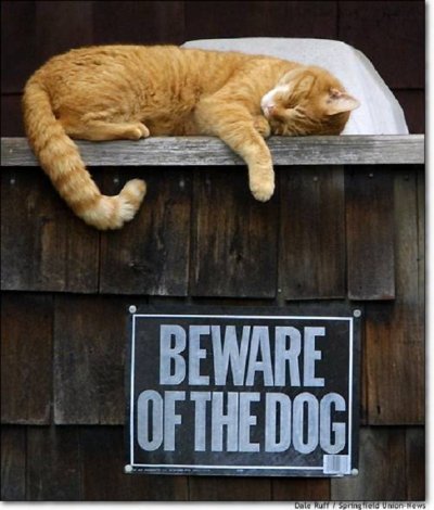 bewareofthedog.jpg
