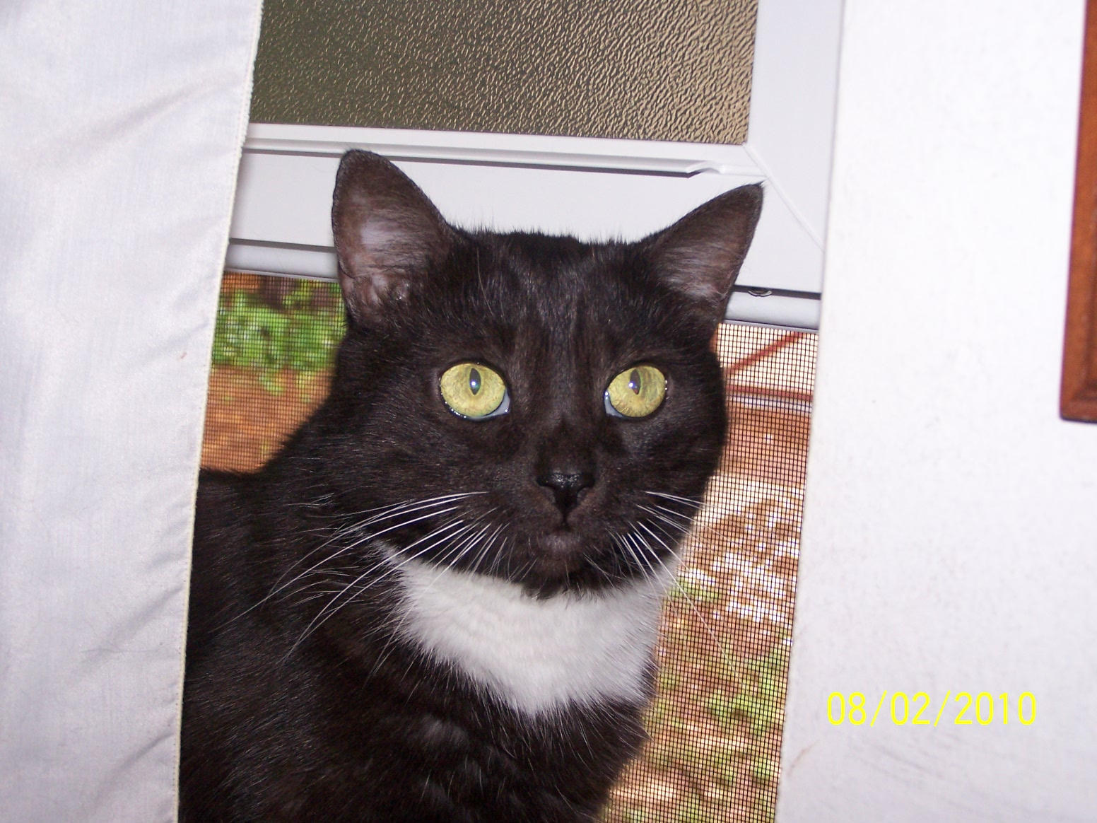 Missky aka Kitty Bear.JPG