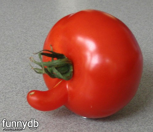Tomato.jpg