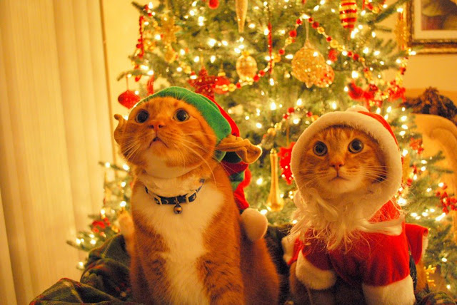 christmas funny animals pictures photostricks.blogspot.com 1.jpg