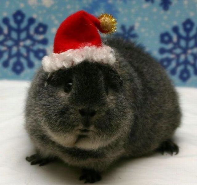 cartoon christmas2.jpg