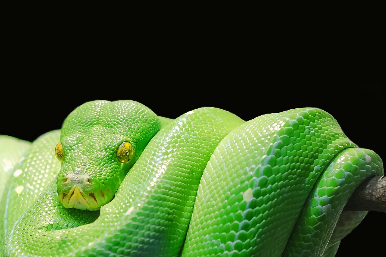 green-tree-python-543243_1280.jpg
